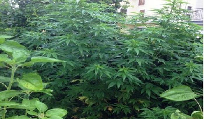 013010-NEWS_157628 Sequestrata pianta di marijuana alta 3 metri
