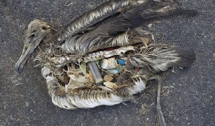 Uccelli marini a rischio: l'80% si ciba di plastica