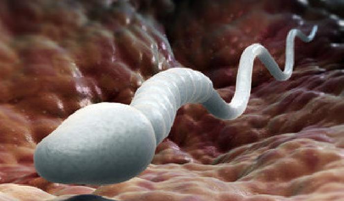 Addio sterilità: per la prima volta spermatozoi in vitro