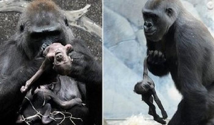 Il dolore di una mamma gorilla: culla il suo cucciolo morto