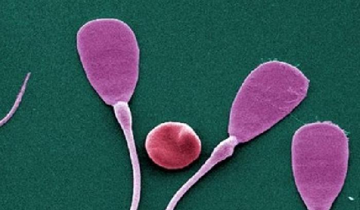 Spermatozoi: vicini alla creazione del 'pillolo'