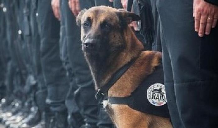 #JeSuisChien: commozione per Diesel, il cane poliziotto morto nel blitz