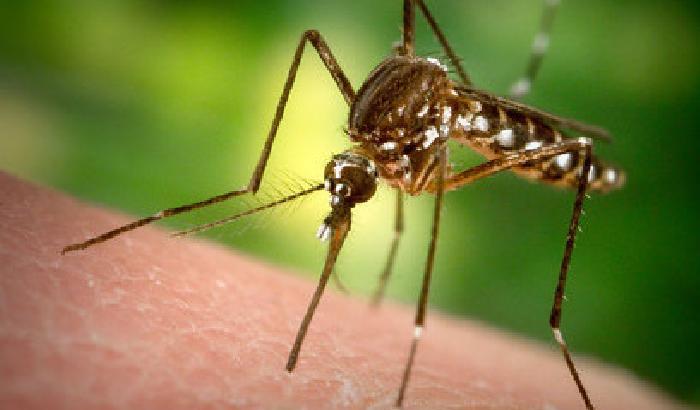 Virus Zika: cinque volte più rapido della Dengue