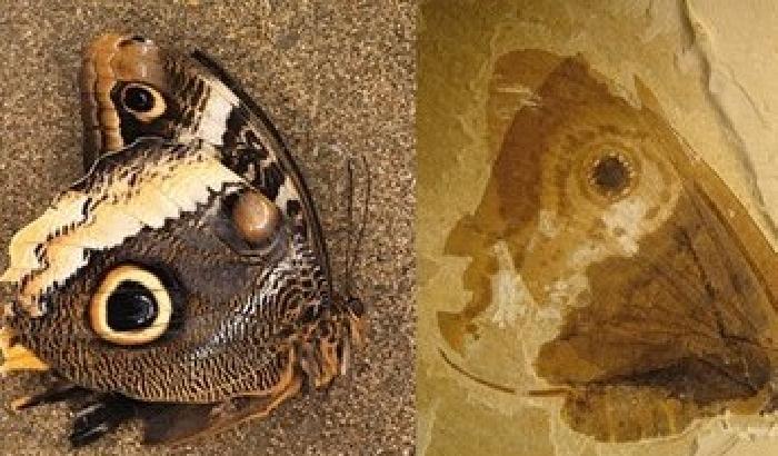 Ecco i fossili delle farfalle preistoriche