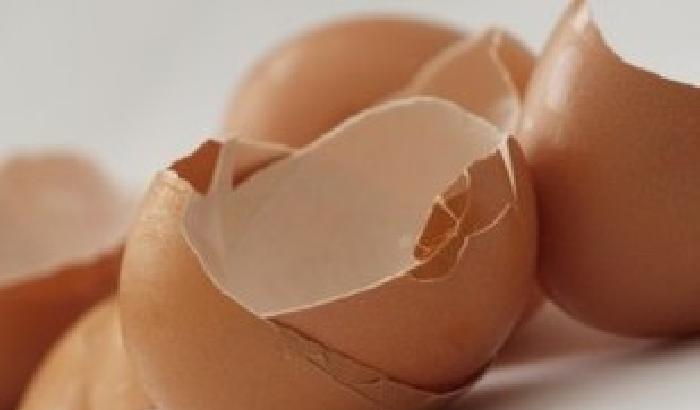 Dai gusci d'uovo imballaggi di eco-plastica