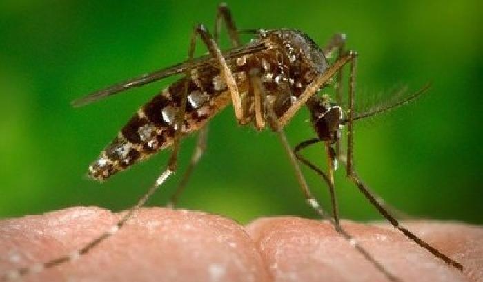 Zika: il virus è più allarmante del previsto