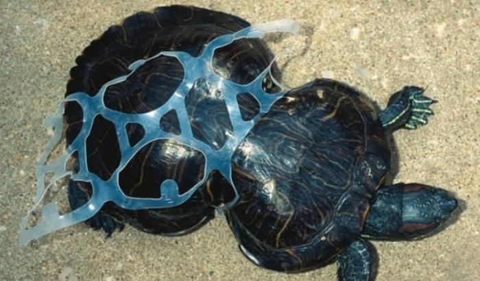 Tartaruga vittima della plastica negli oceani