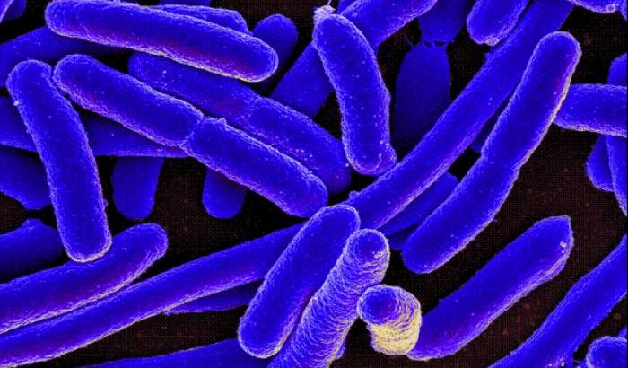 Allarme dagli Usa: individuato un super-batterio, resiste a tutti gli antibiotici