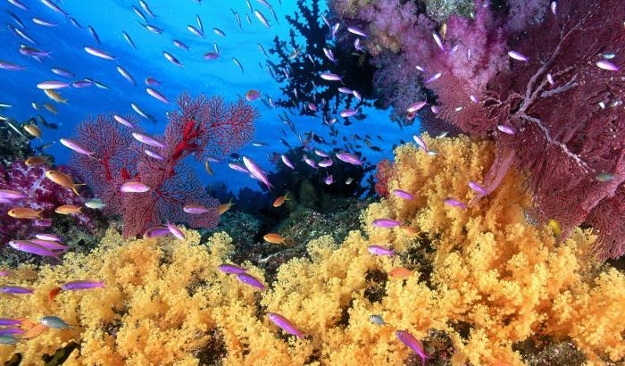 Acque troppo calde: il 35% della barriera corallina a rischio distruzione