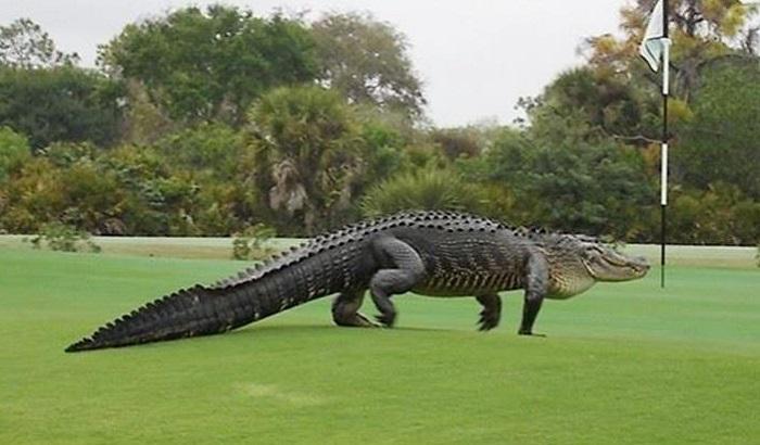 Alligatore passeggia indisturbato su un campo da golf
