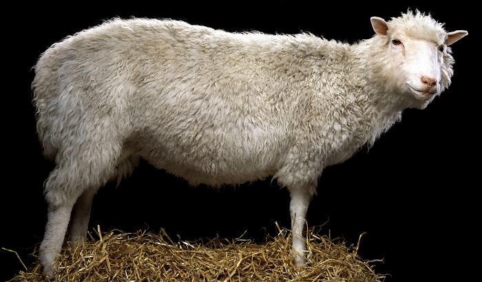 Dolly, la prima pecora clonata