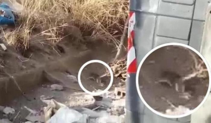 Bimbi filmano topi tra i rifiuti: la Raggi in sopralluogo a Tor Bella Monaca