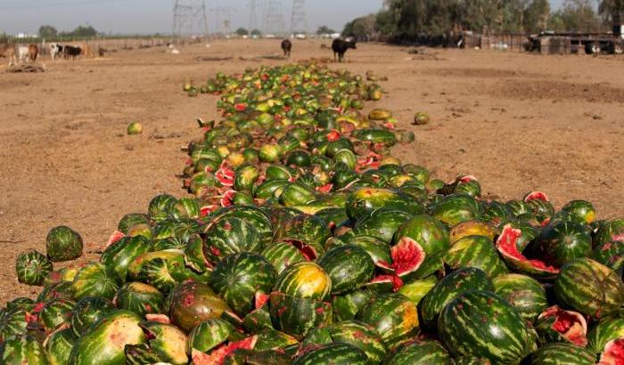 Negli Stati Uniti si butta la metà della frutta e della verdura prodotte