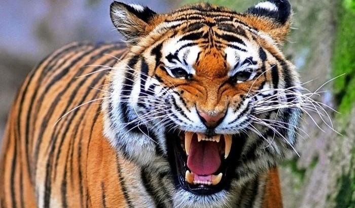 Oggi è la Giornata della Tigre: ne restano solo 3000 esemplari