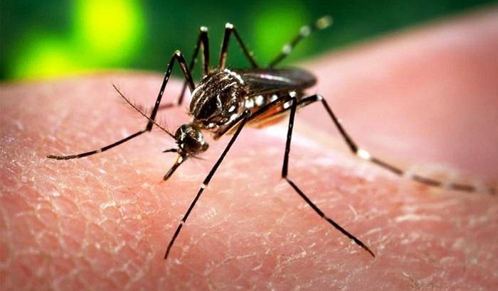 Zika: negli Usa i primi casi di contagio da zanzare autoctone