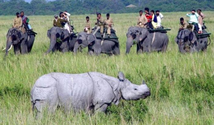 Piogge battenti in India: 100 morti e strage di rinoceronti