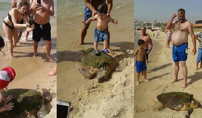 Tartaruga calpestata e picchiata: tutto per un selfie
