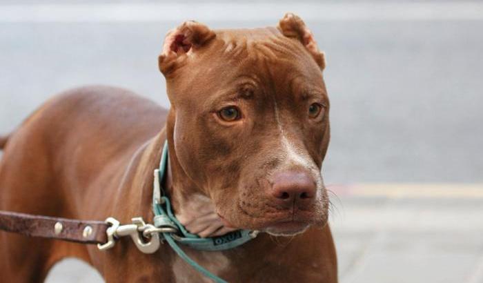 Napoli, un pitbull azzanna un bimbo di 10 anni. Panico per strada