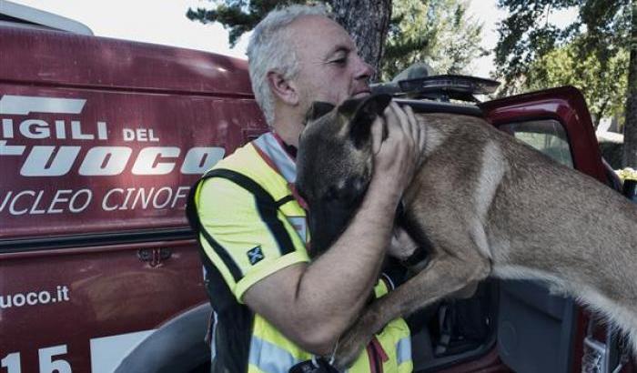 Cani che salvano vite: passione, dedizione e anni di addestramento