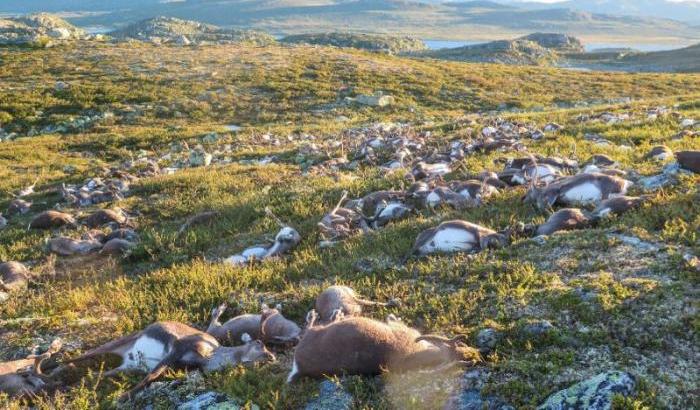 Strage di renne in Norvegia: un fulmine uccide oltre 300 animali