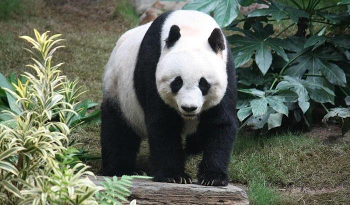 Il panda gigante non è più a rischio estinzione