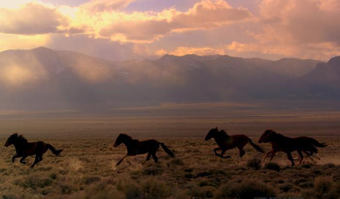 Mattanza di governo: gli Usa vogliono massacrare 45.000 cavalli selvaggi