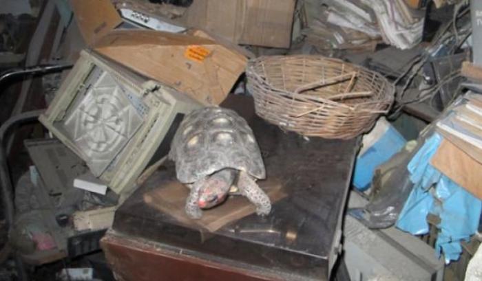 Il ritrovamento della tartaruga in Brasile