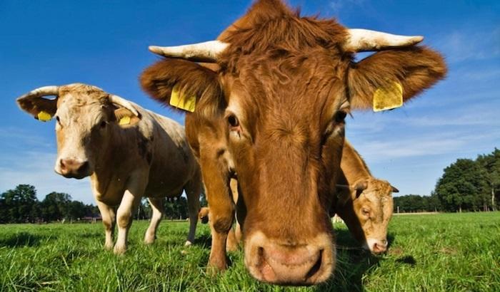 Allarme antrace in Sicilia per i bovini