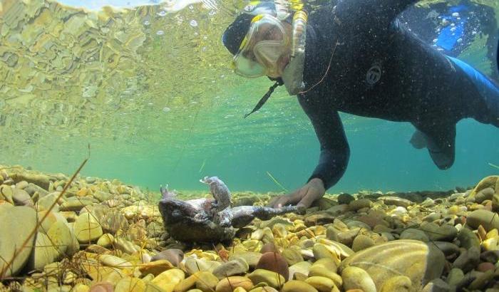 Una rana giace sul fondo del lago