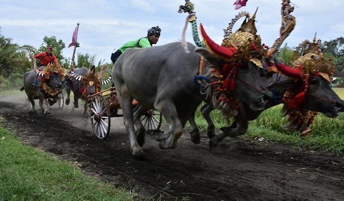 Makepung, a Bali la tradizionale corsa con i bufali