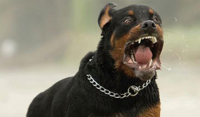 03369D-rottweiler Rottweiler