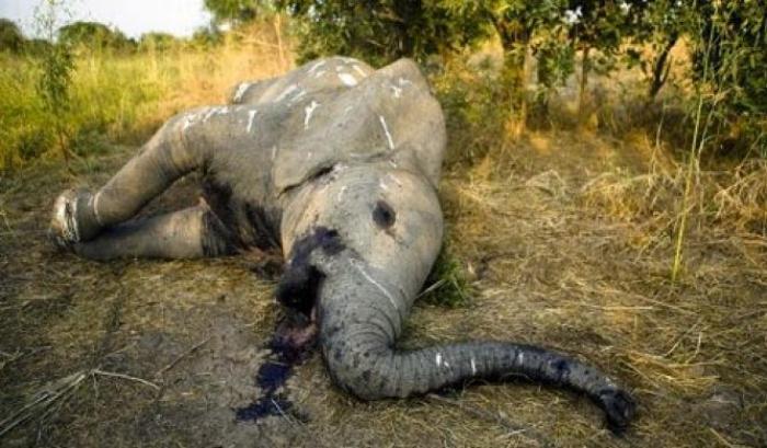 Strage di elefanti: il business che uccide il turismo e finanzia l'Isis