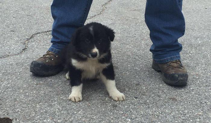 Sisma, salvano un cucciolo: il padrone lo regala ai pompieri per farne un cane da soccorso