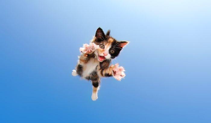 Balzi! Le bellissime foto di gattini che saltano di Seth Casteel