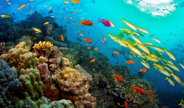Barriera corallina a rischio: i cambiamenti climatici la stanno distruggendo
