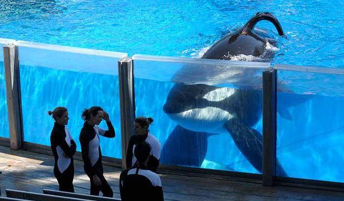 Addio all'orca Tilikum protagonista al cinema con "Blackfish"