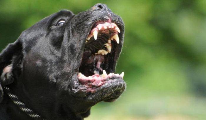 Cane