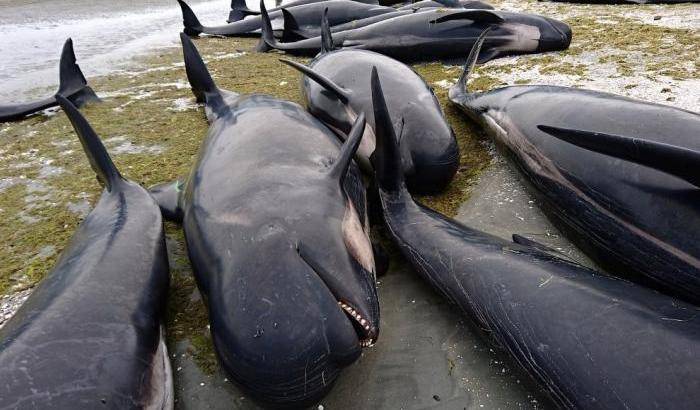 Strage di balene in Nuova Zelanda: 400 spiaggiate e 300 morte