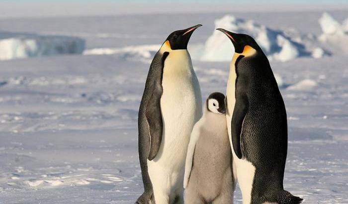 I pinguini scompaiono dall'Antartide: a Palmer Station sono l'85% in meno