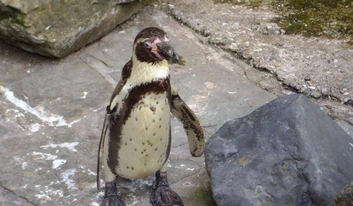 Ritrovato decapitato il pinguino rubato nello zoo di Mannheim