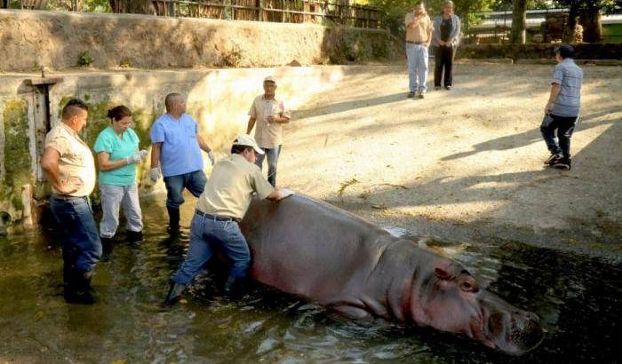 Crudeltà gratuita: l'ippopotamo dello zoo di San Salvador ucciso a sprangate