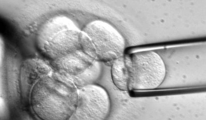 Ottenuto il primo embrione artificiale di topo: ora più informazioni su molte malattie