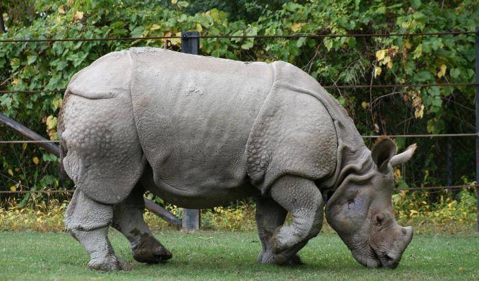 Uccidono un rinoceronte in uno zoo di Parigi per rubare il corno
