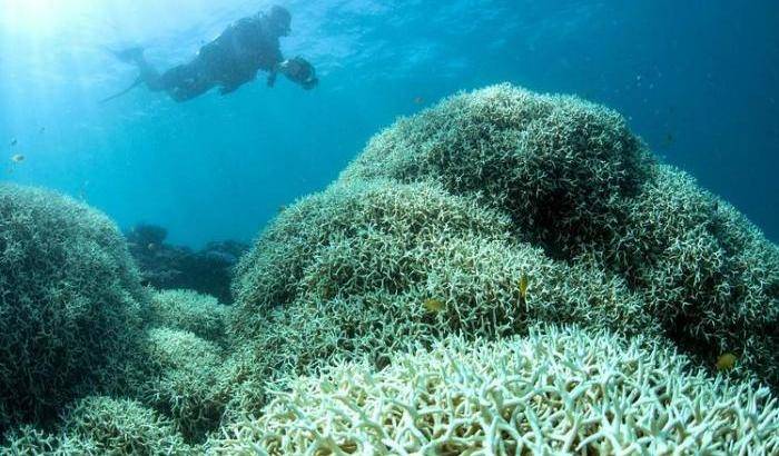 Greenpeace lancia l'allarme: la Grande barriera corallina sta morendo