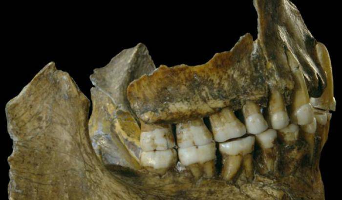 I Neanderthal si curavano con aspirina e antibiotici naturali