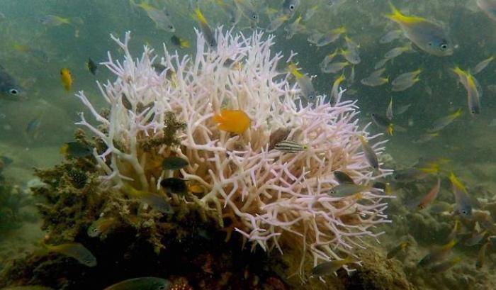 Gli scienziati: "La Grande Barriera Corallina australiana è morta"
