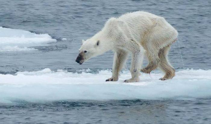 Allarme del Wwf: l'orso polare verso l'estinzione