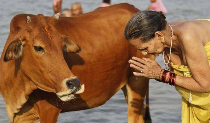 India, ergastolo per chi uccide una mucca: vogliamo uno stato vegetariano
