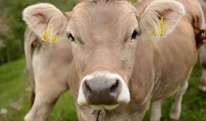 In India mucche troppo sacre per essere esportate: è polemica sul decreto