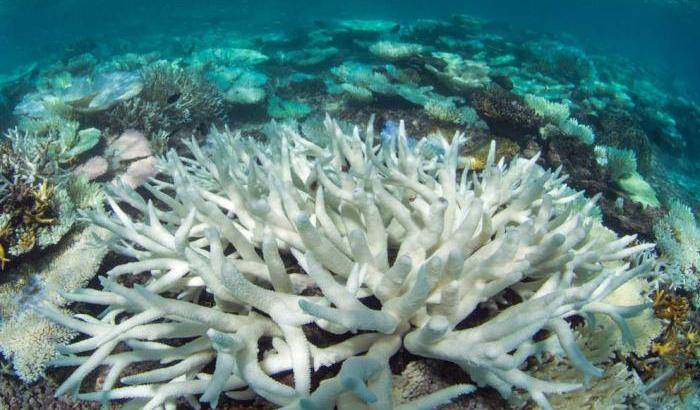 L’addio alla Grande barriera corallina è vicino: solo nel 2016 morto il 29% dei coralli